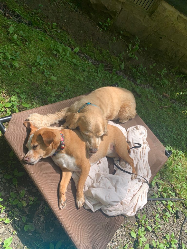 hazel and franklin on dog bed