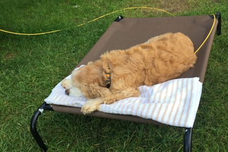 elevated dog bed for camp