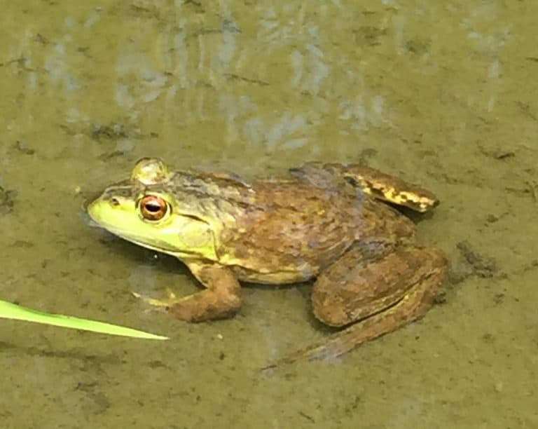 Austin Dam PA wildlife frog