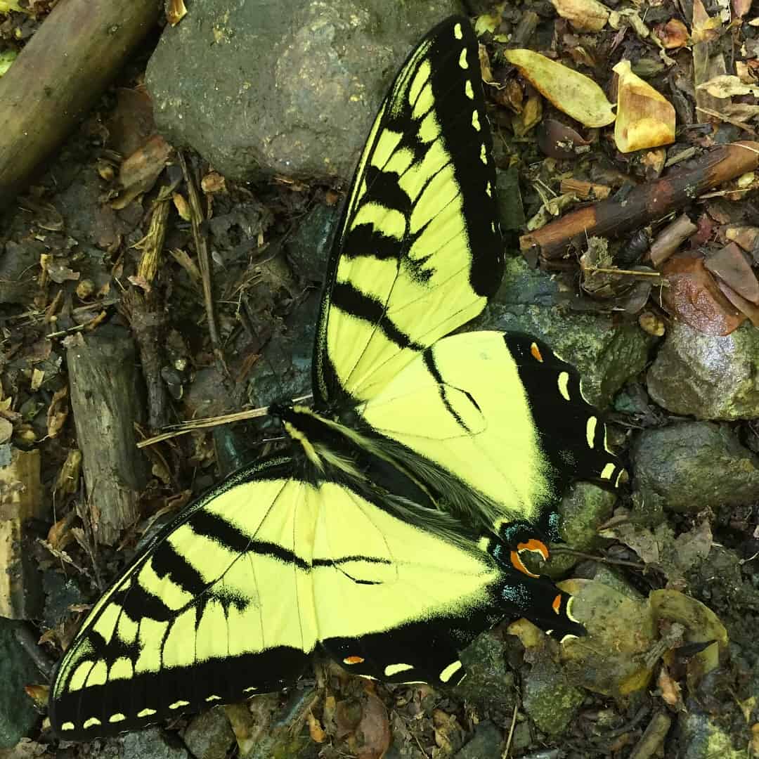 swallowtail butterfly rv wildlife viewing