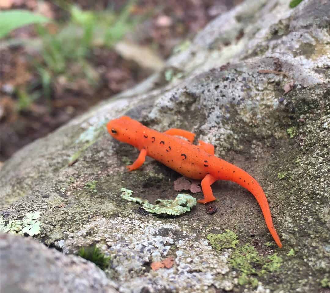 eastern newt rv wildlife viewing and identification