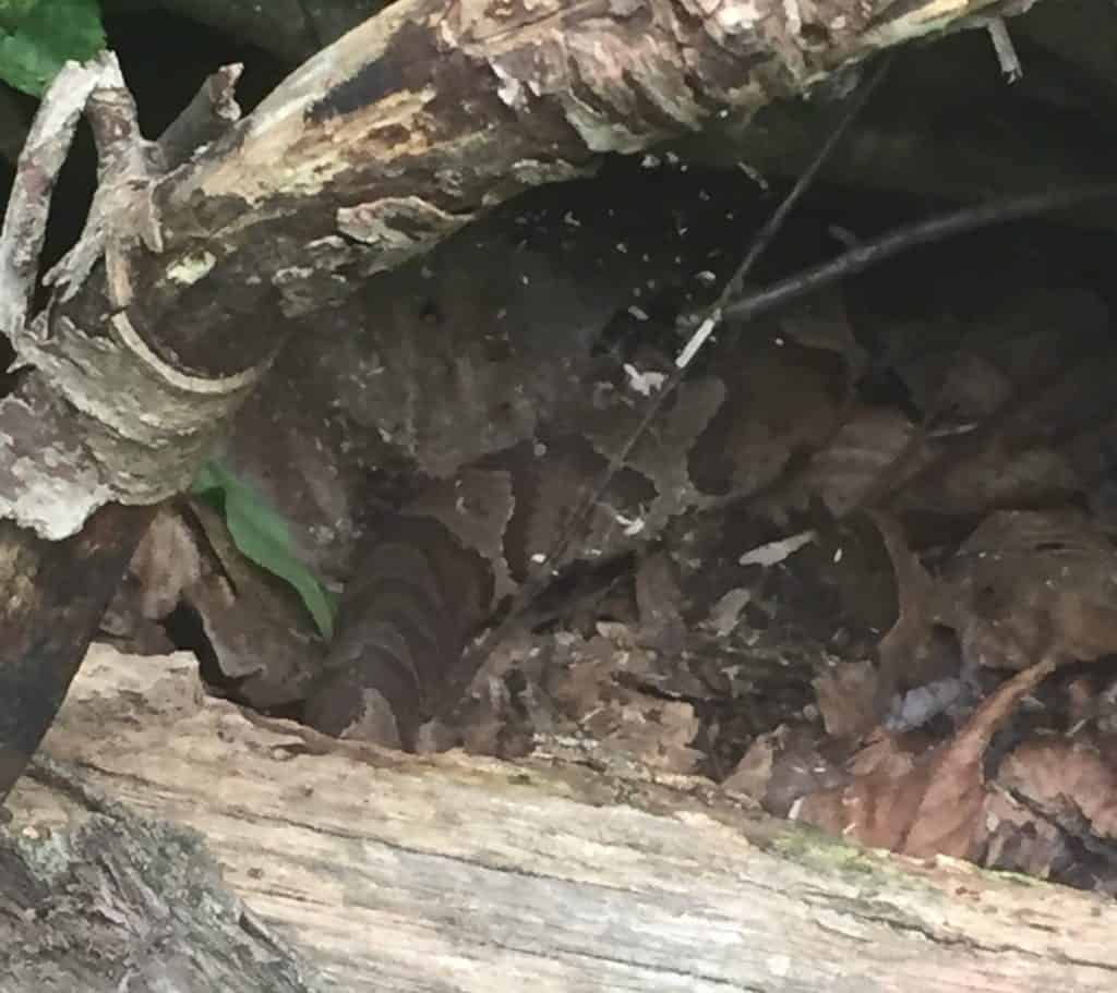 copperhead snake in cowans gap state park