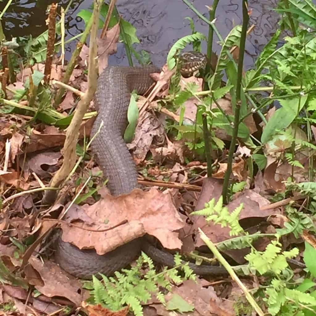 cowans gap state park water snake