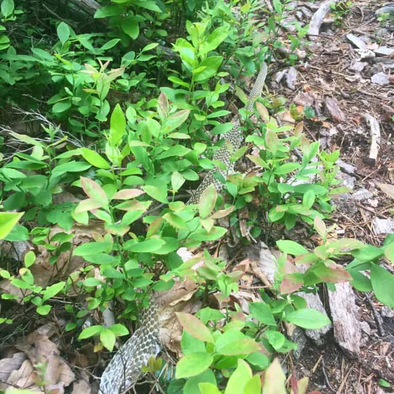 cowans gap state park snakeskin