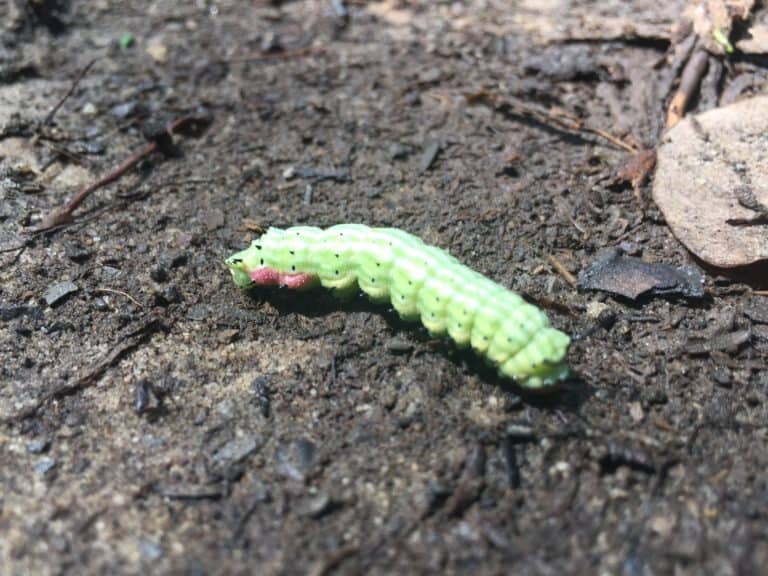 greenwood furnace state park caterpillar