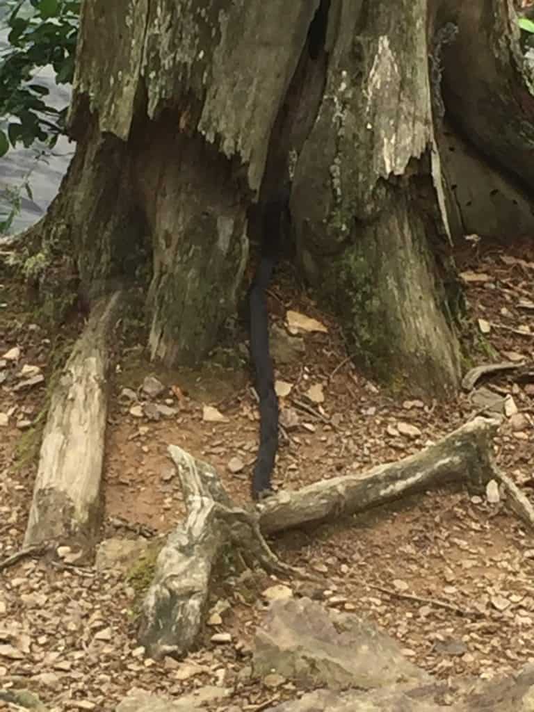 whipple dam state park eastern rat snake