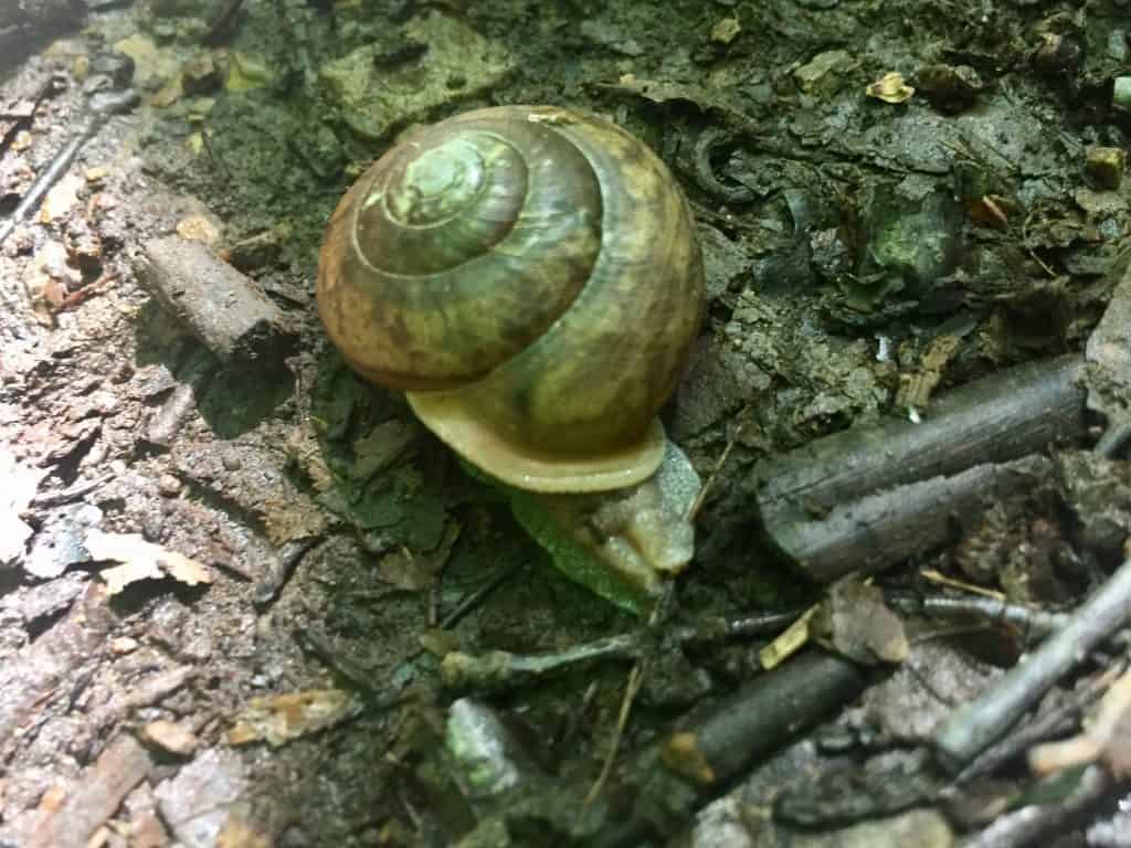 parker dam state park pa snail