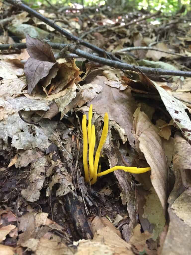 world end state park funky fungi