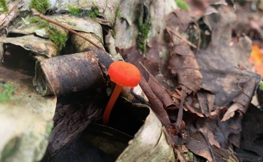 worlds end state park mushroom6