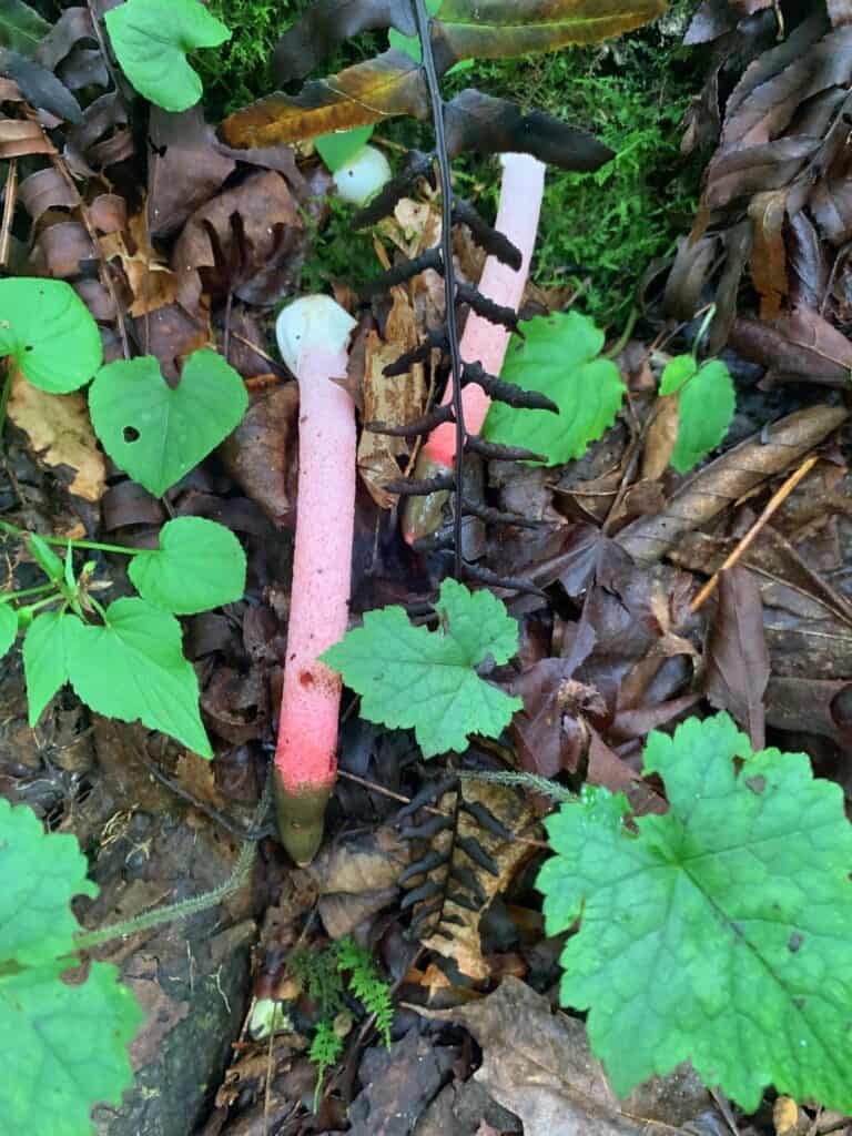 worlds end state park mushroom 5