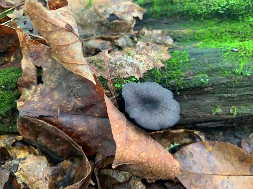 worlds end state park mushroom 4