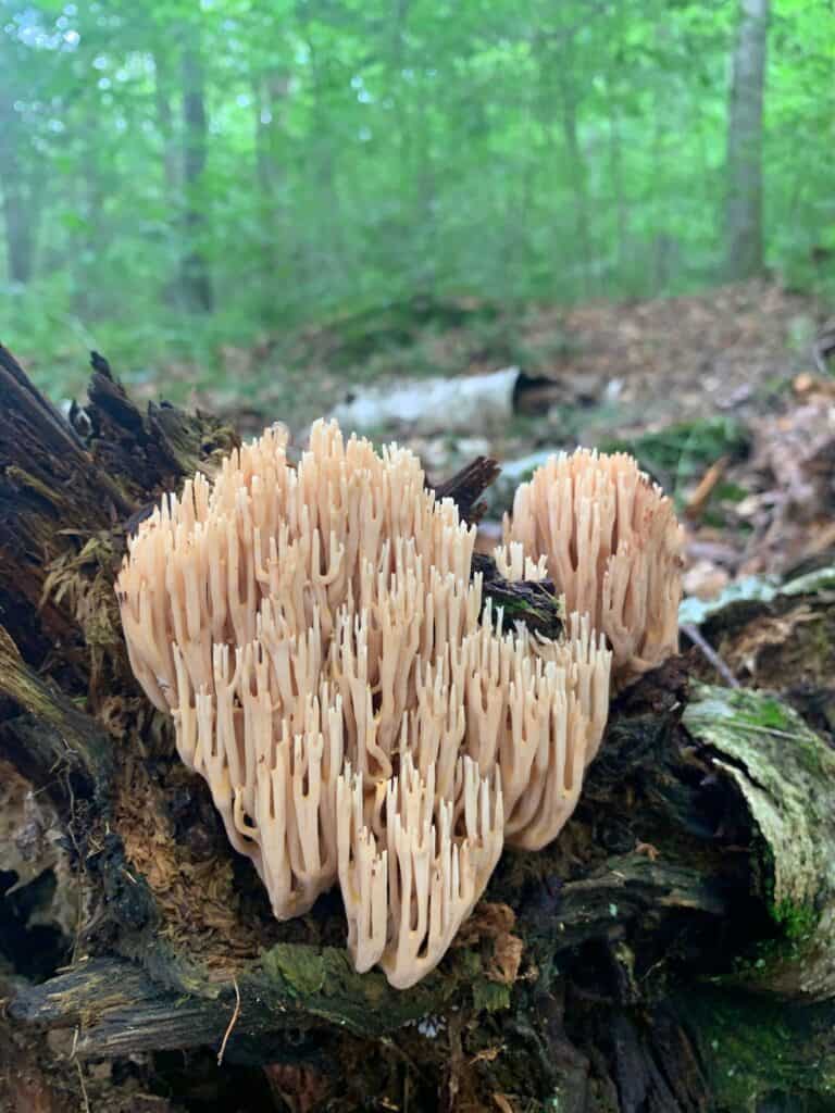 worlds end state park mushroom 3