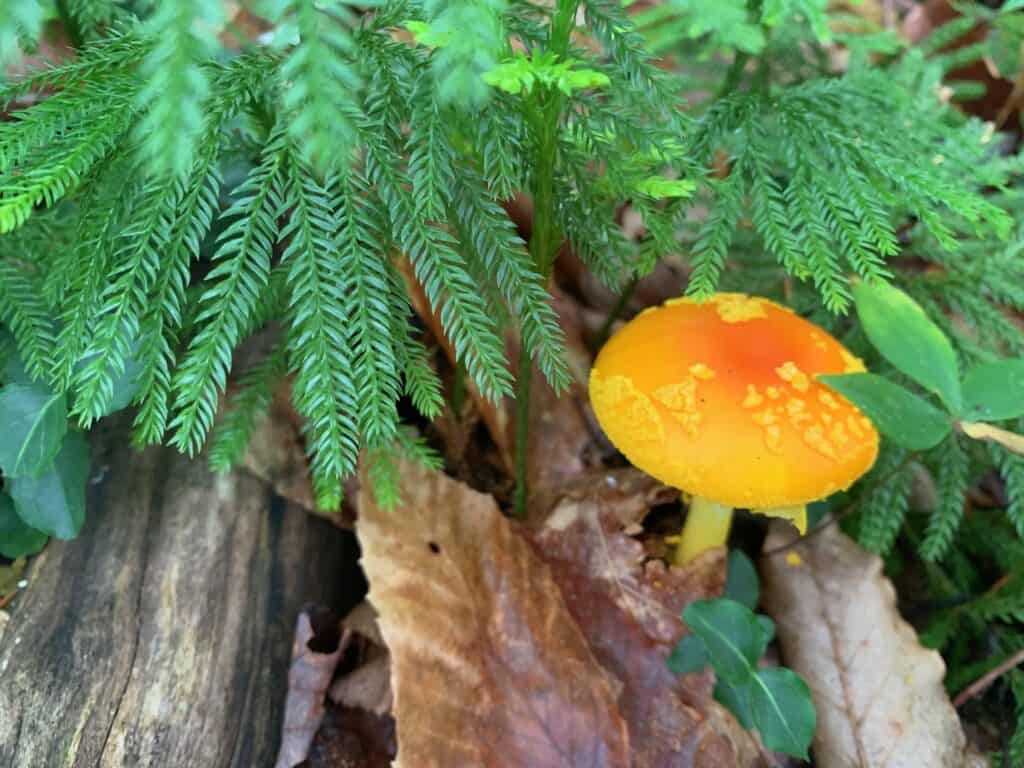 worlds end state park mushroom 2