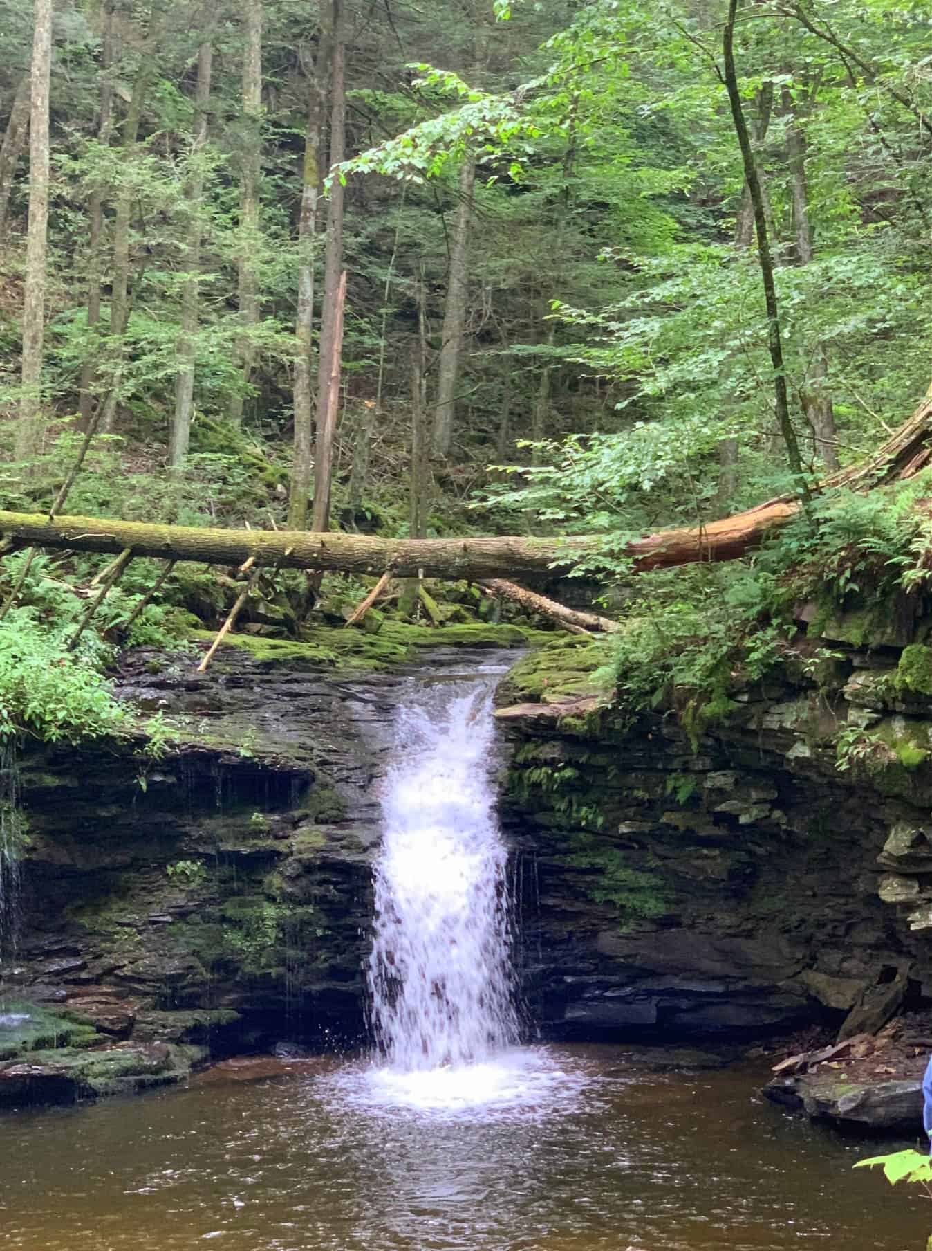 Trip Report: Worlds End State Park in Pennsylvania - Road Trip Tails