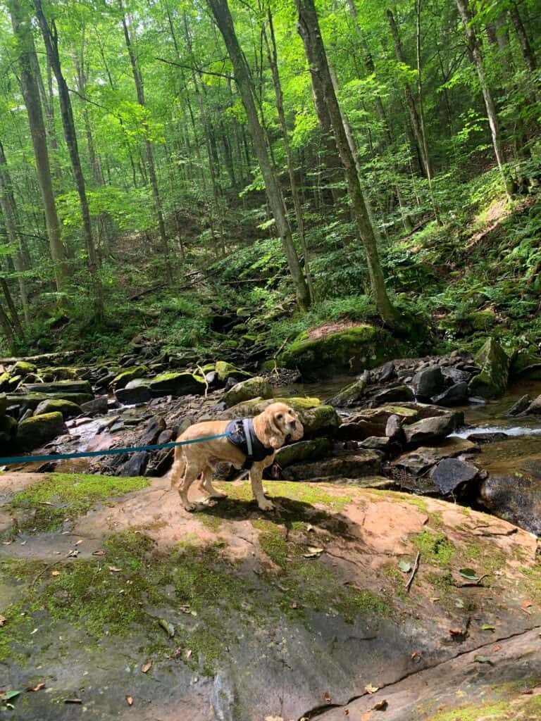 franklin enjoying worlds end state park dog swims