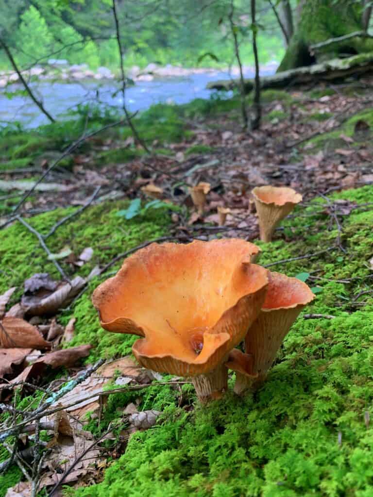 worlds end state park mushroom 1