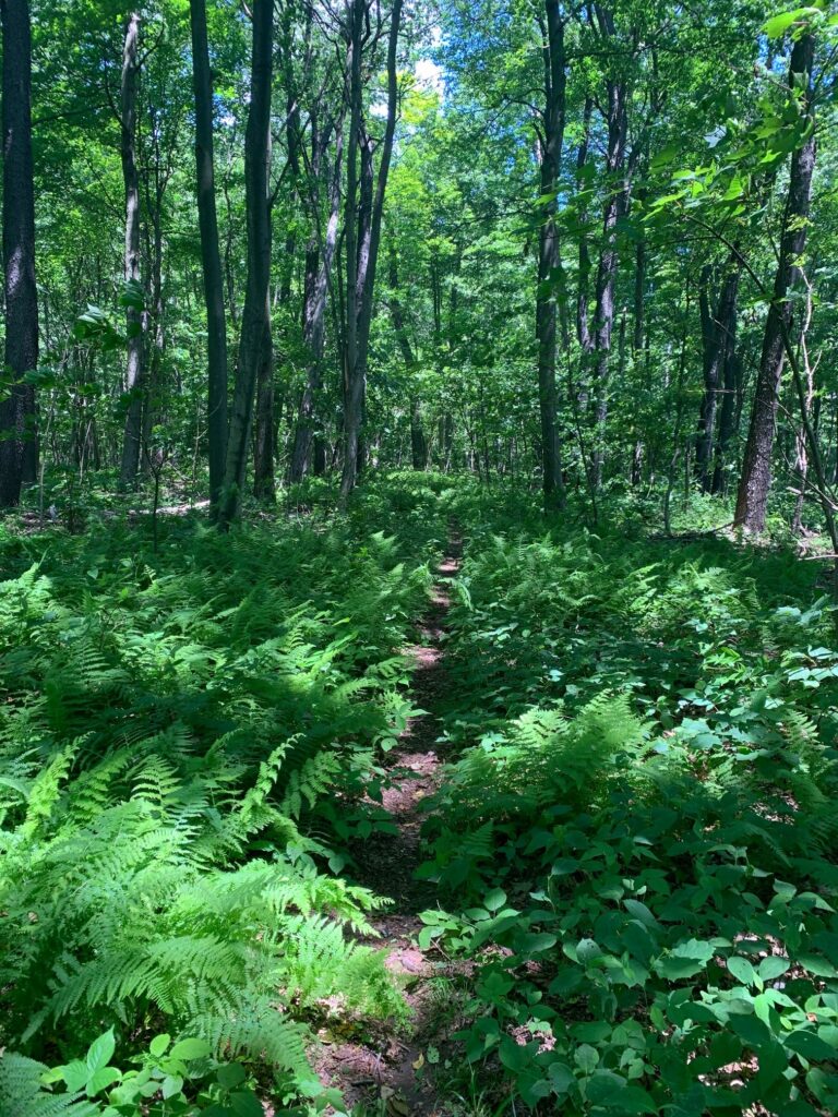 lost turkey trail in blue knob state park