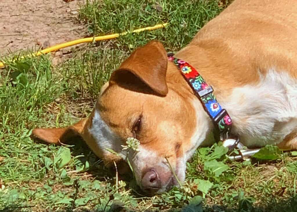 hazel relaxing at blue knob state park