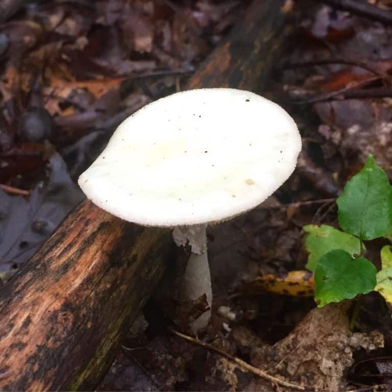 blue knob mushroom 1