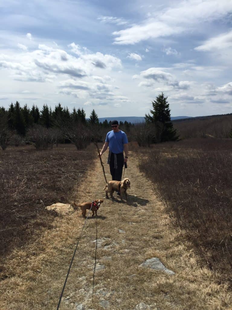 dolly sods dog hike 2