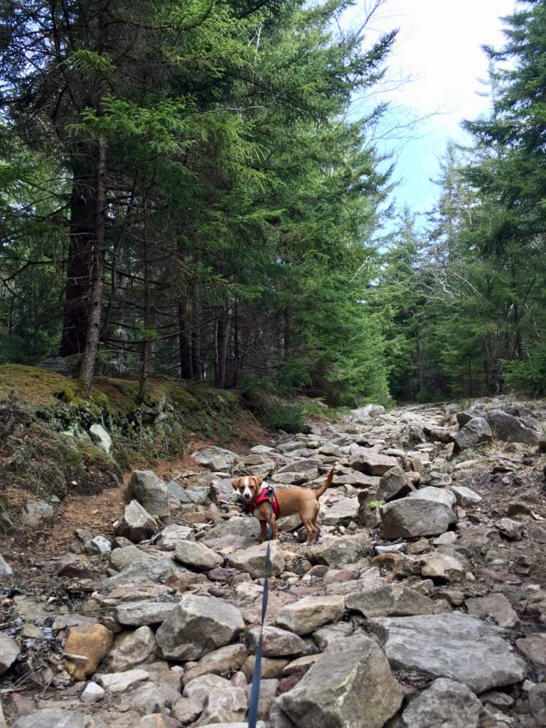 Hazel hikes Dolly Sods 1