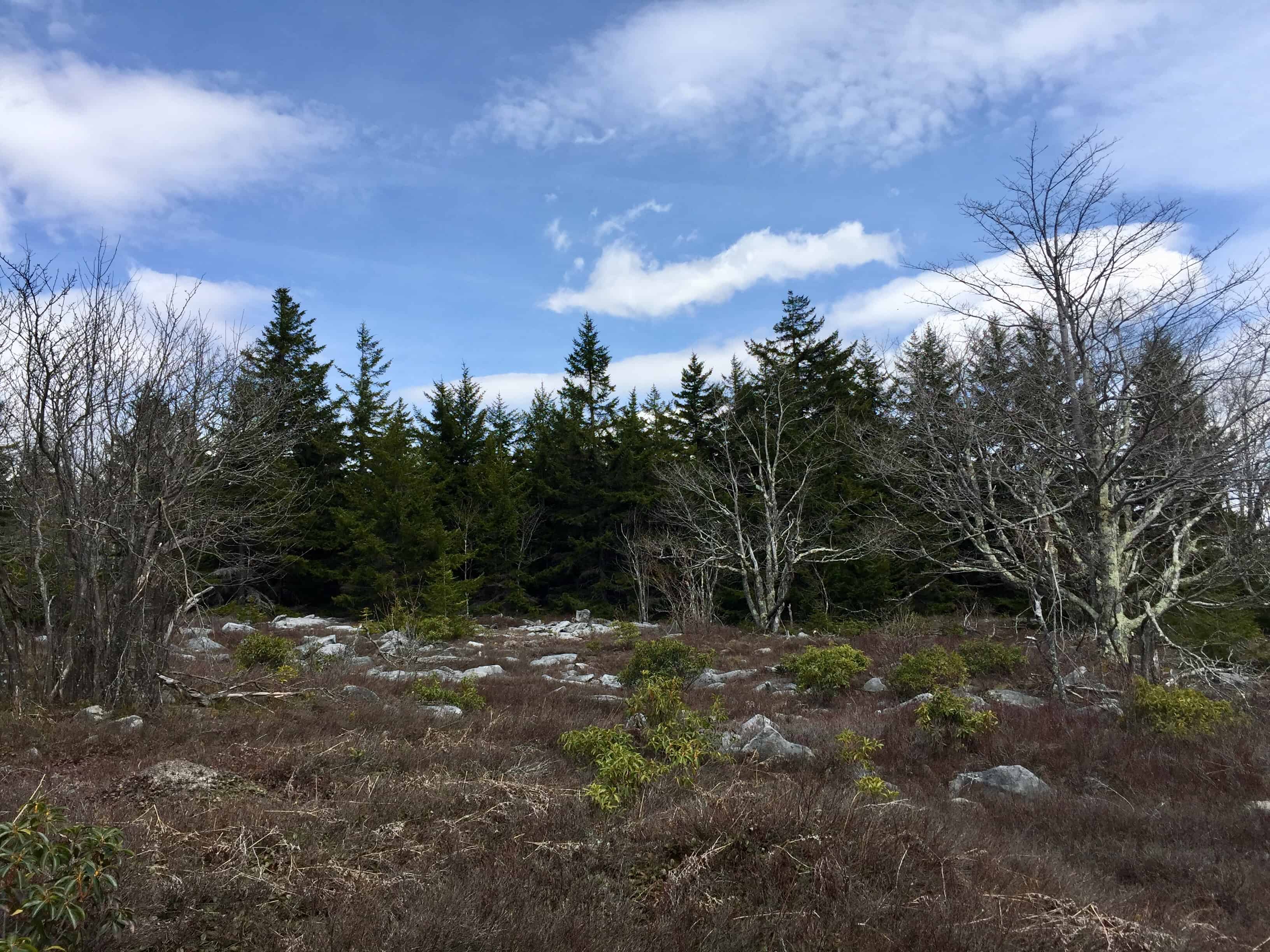 canaan valley, dolly sods, west virginia