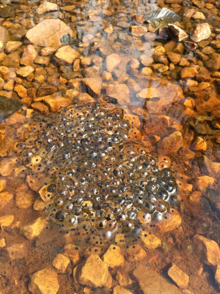 dolly sods tadpoles