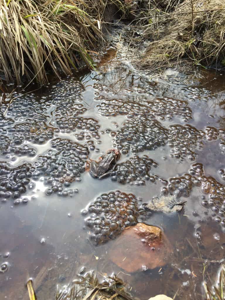 dolly sods tadpole groups