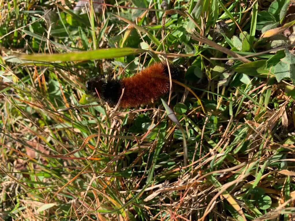 canaan valley state park wooly willy