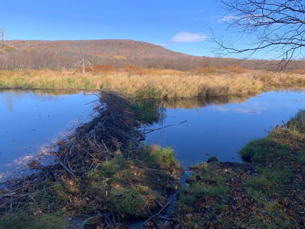 canaan valley blackwater river beaver dam