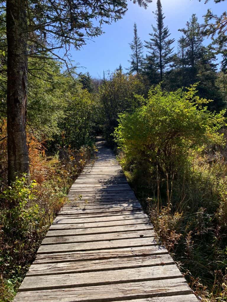 abe run trail boardwalk in canaan valley state park