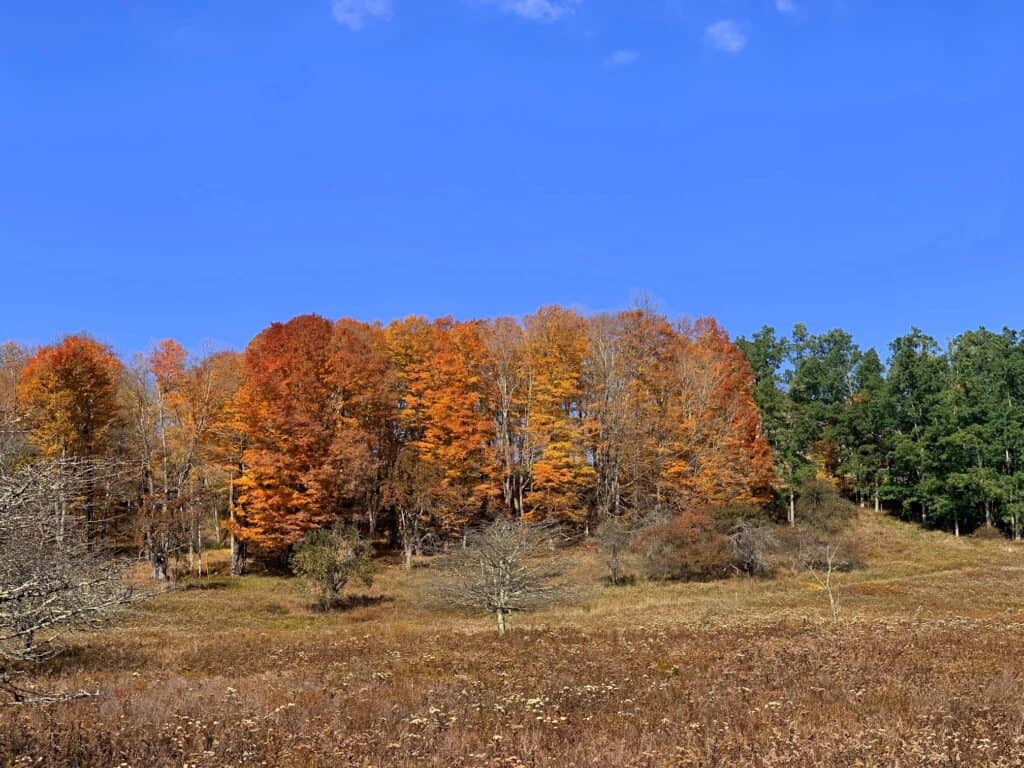 back hollow trail in canaan valley state park 2