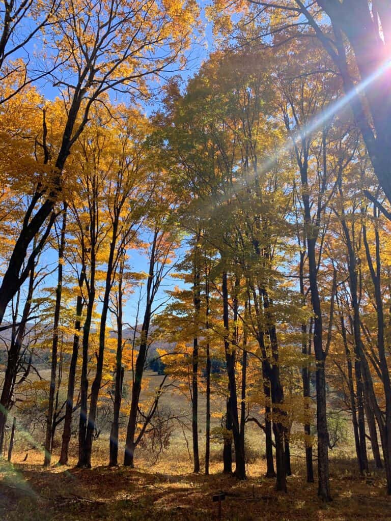 canaan valley state park deer run trail 1