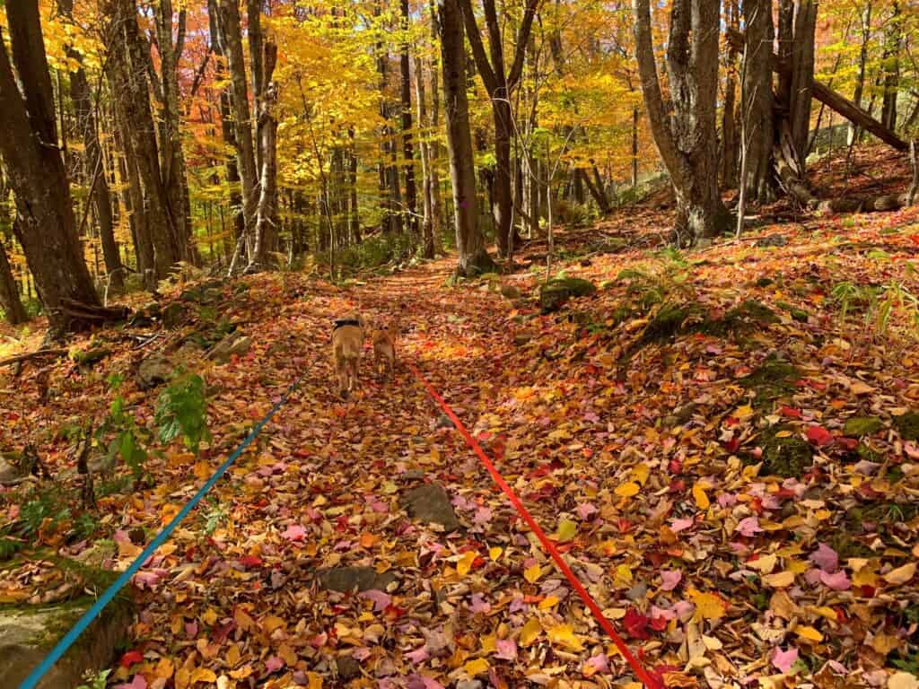 canaan valley autumn dog hikes