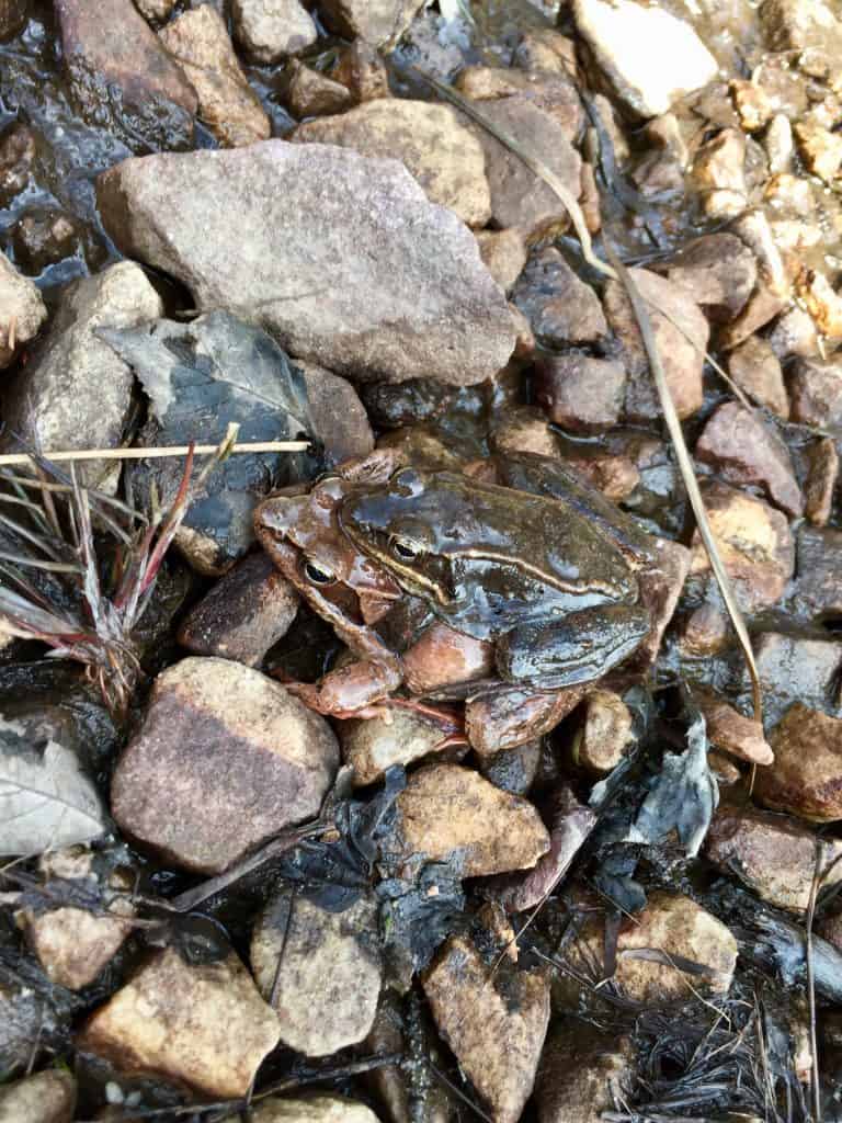 mating frogs wv