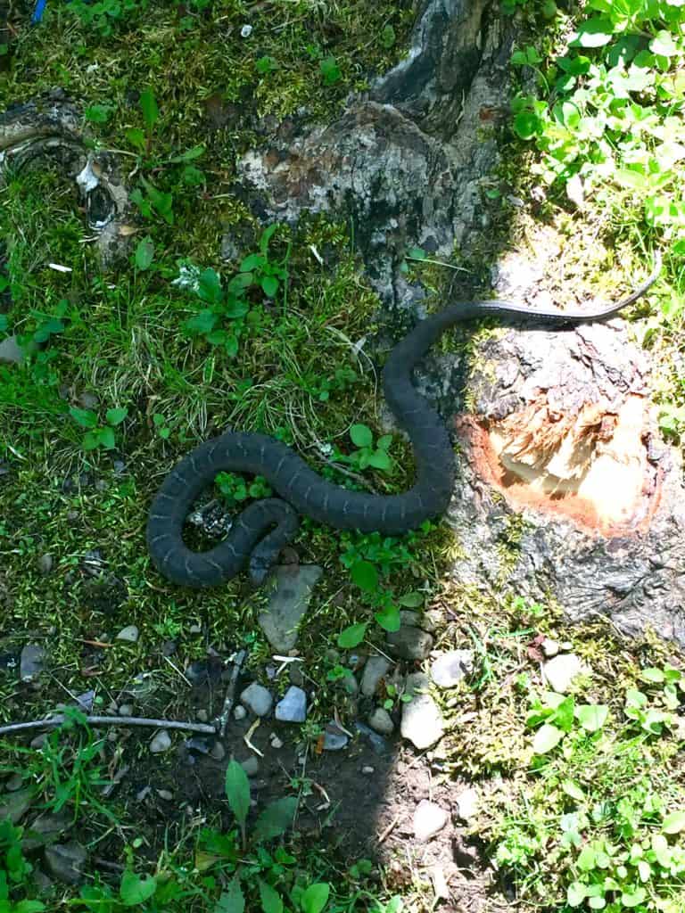 sizerville water snake