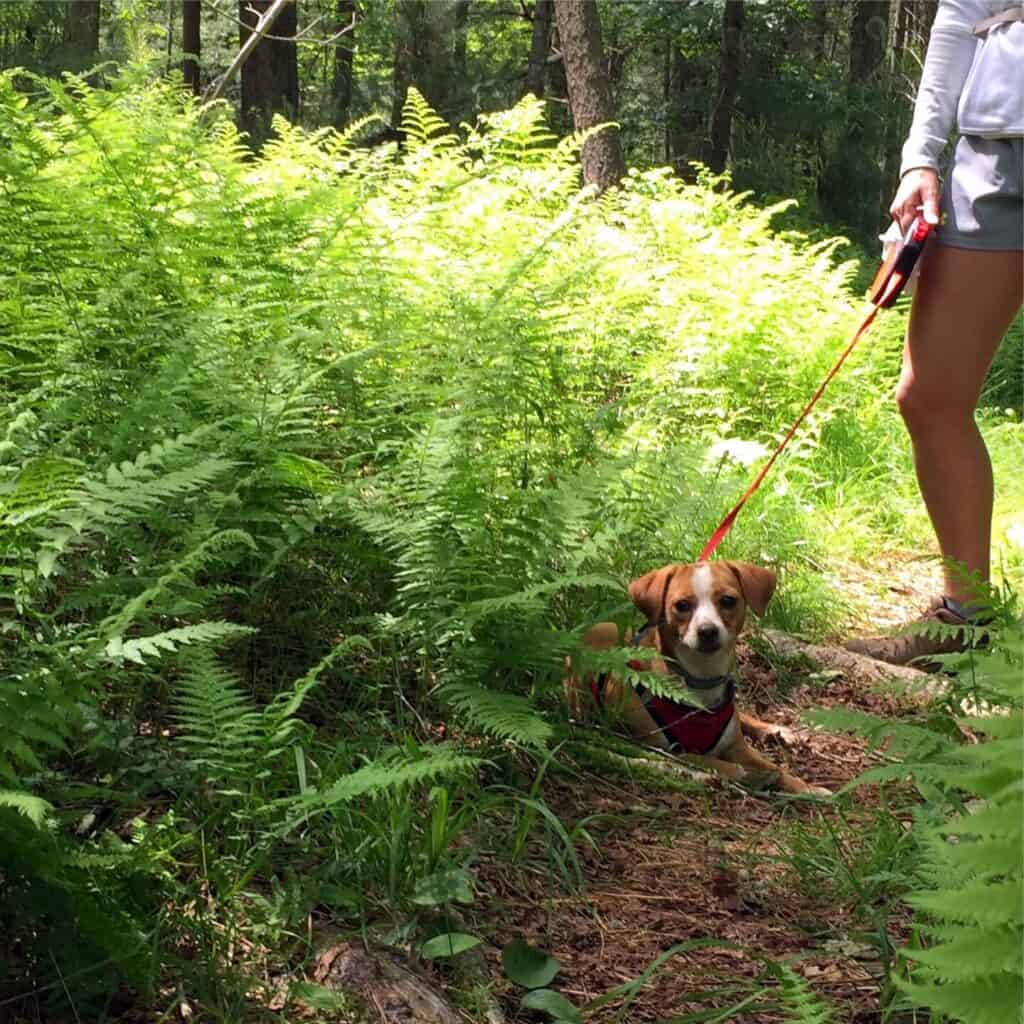 Hazel in the ferns