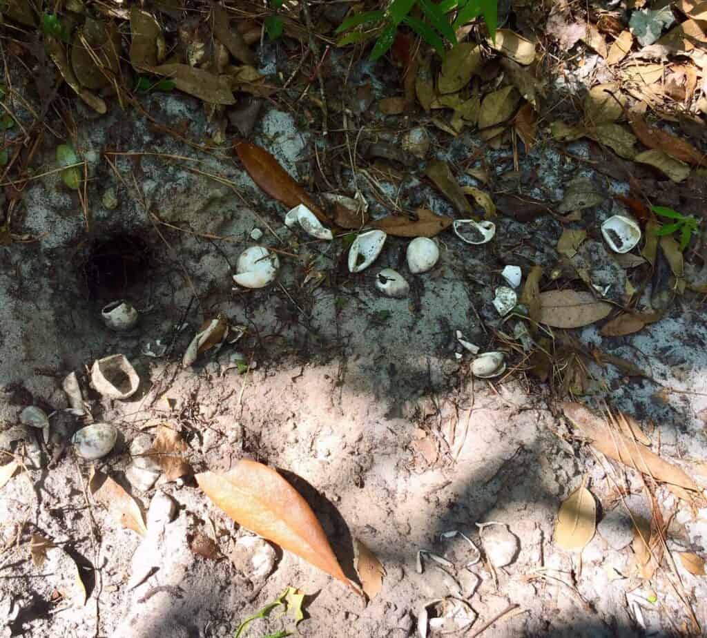 snapping turtle nest eggs