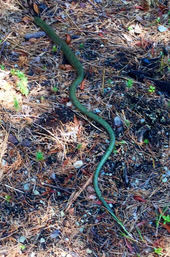 eastern glass lizard vert