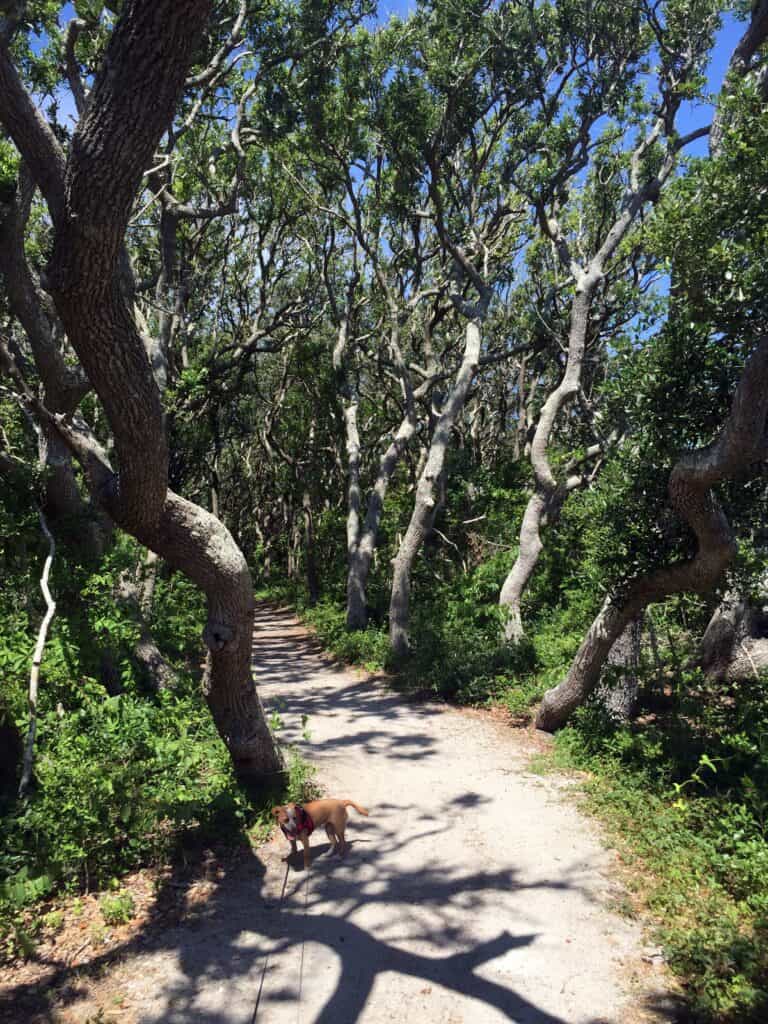 Fort Macon State Park maritime forest