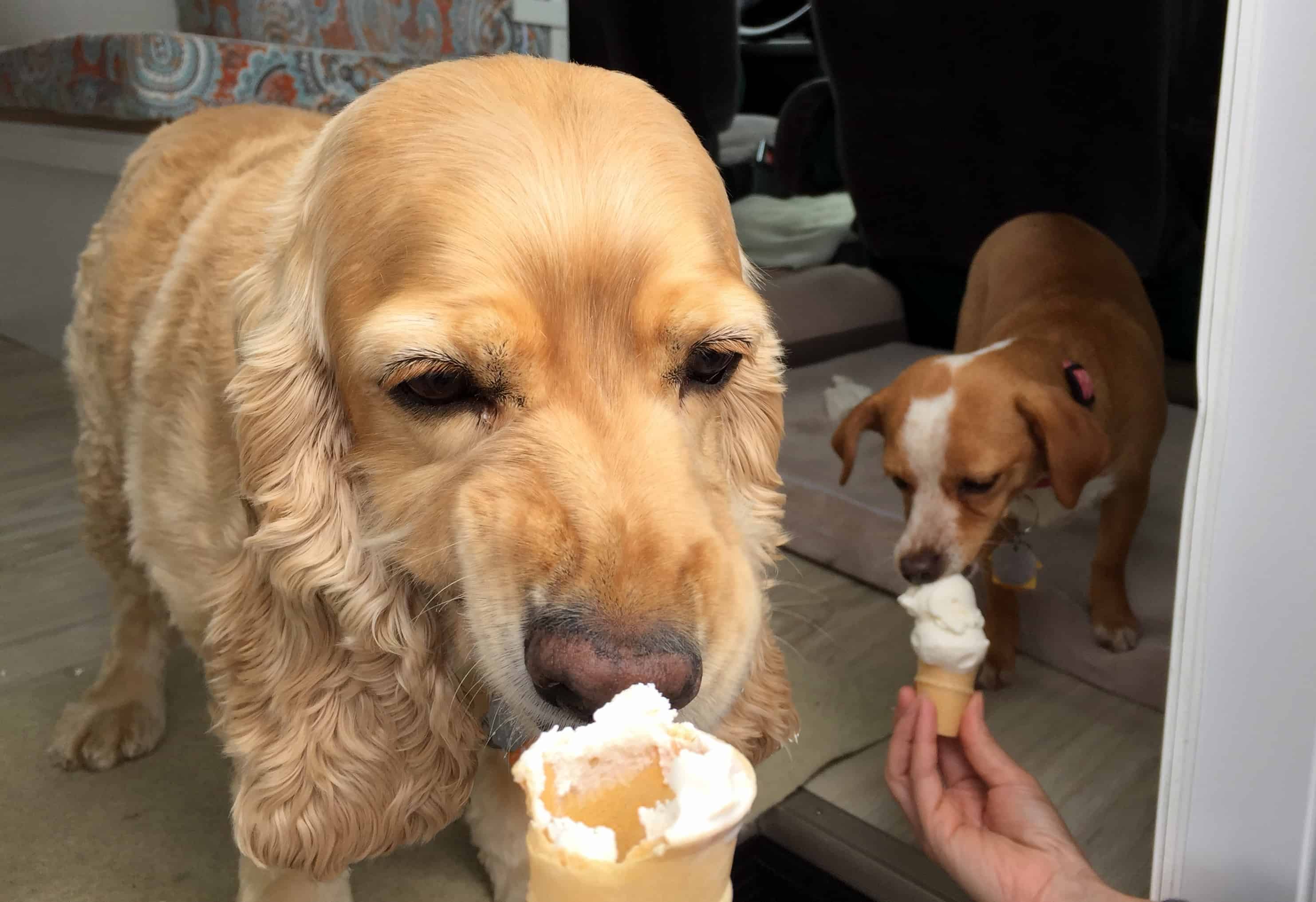 pennsylvania ice cream trail dogs