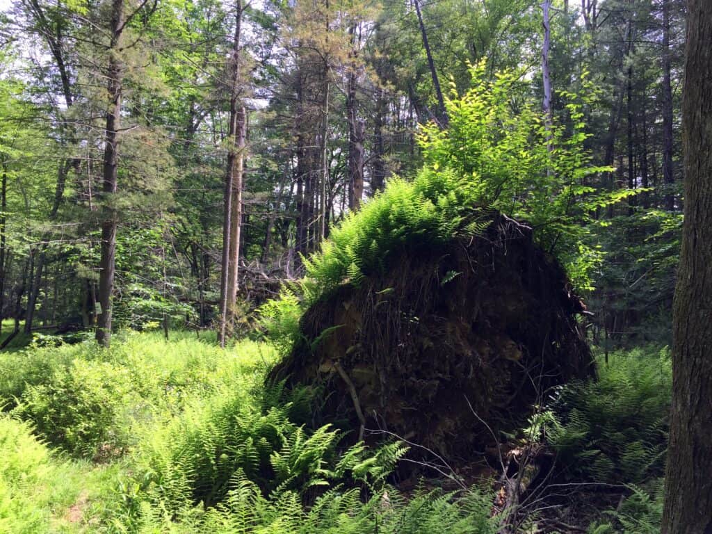 downed and uprooted tree