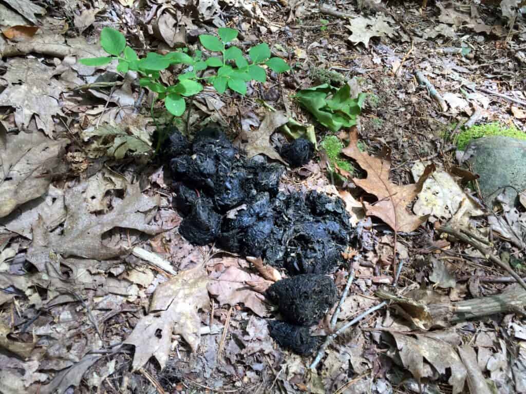 bear poop poe valley