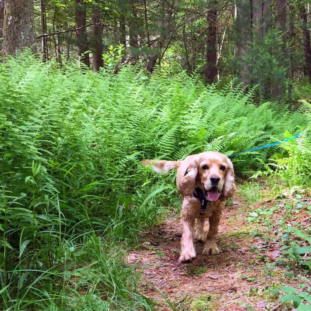 franklin in the ferns