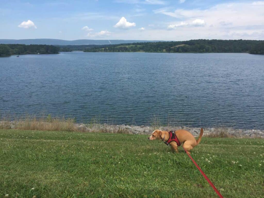 Trip Report: Shawnee State Park in Pennsylvania - Road Trip Tails