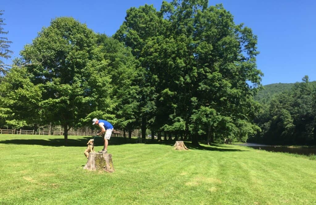 sinnemahoning state park 40 maples tree missing