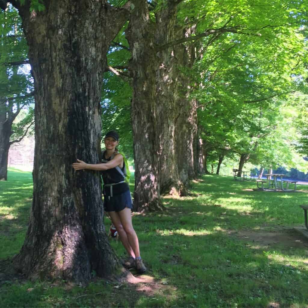 40 maples hug at sinnemahoning state park