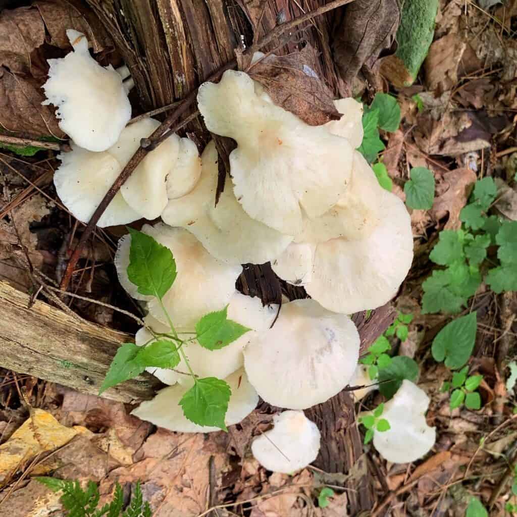 little pine state park mushroom 7