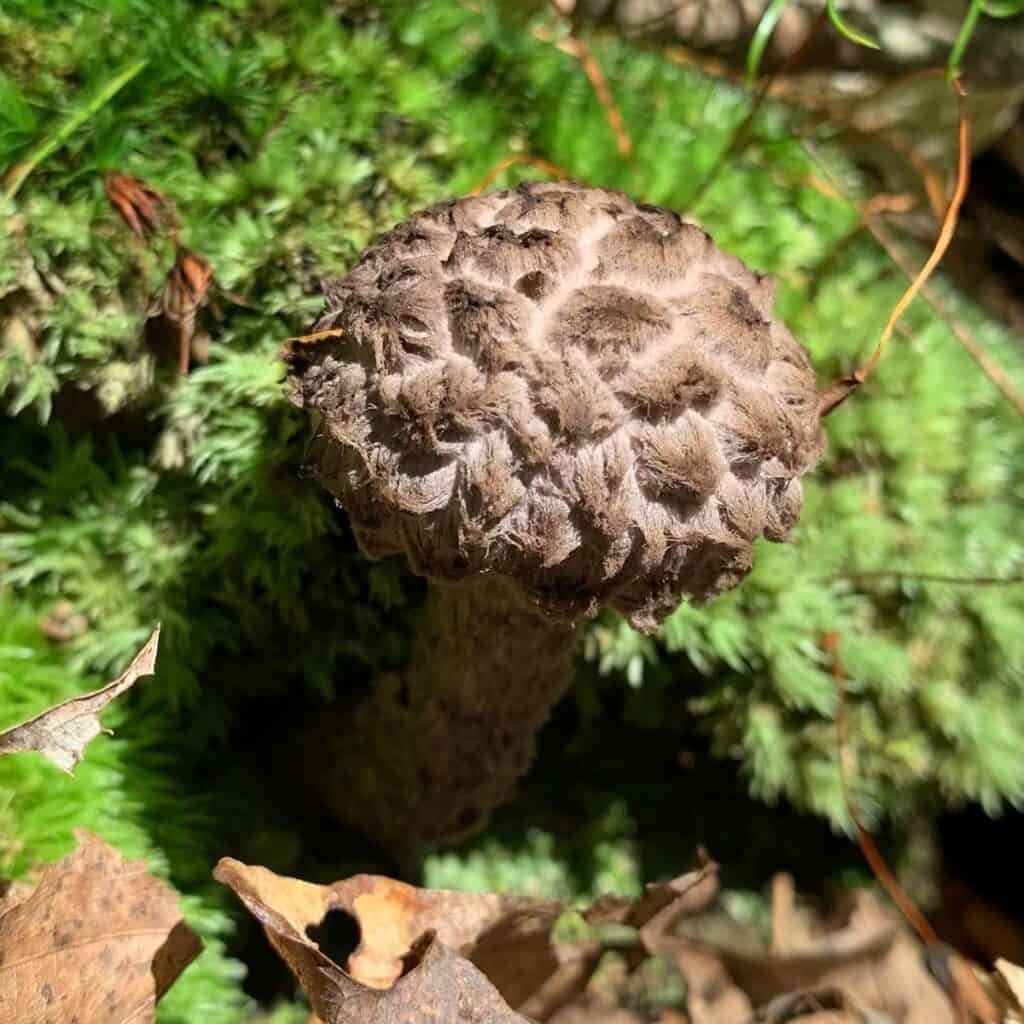 little pine state park mushroom 4