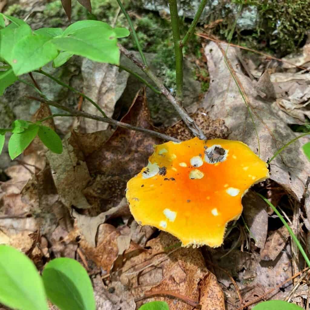 little pine state park mushroom 5